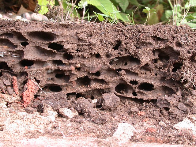 Section through an ants nest