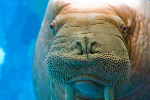 closeup of a walrus by MorningThief581