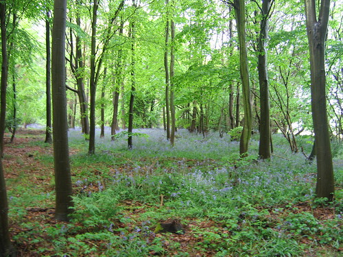 Beech Wood and Bluebells Wendover Circular.