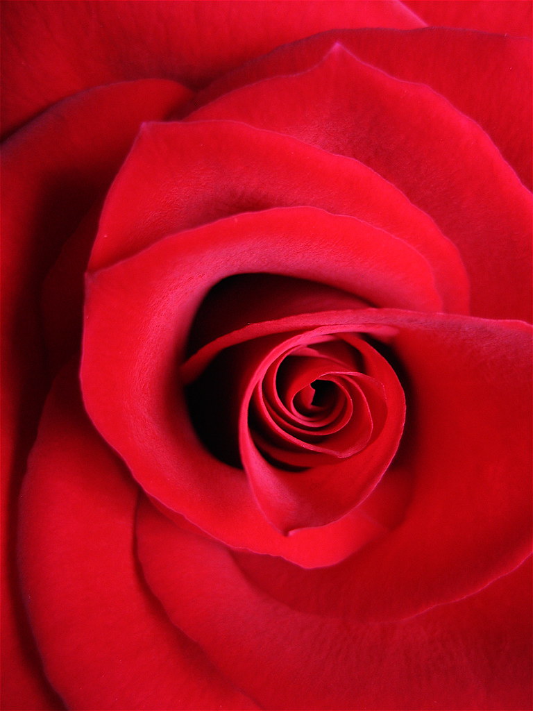 Red | red rose from my son | Marietta | Flickr
