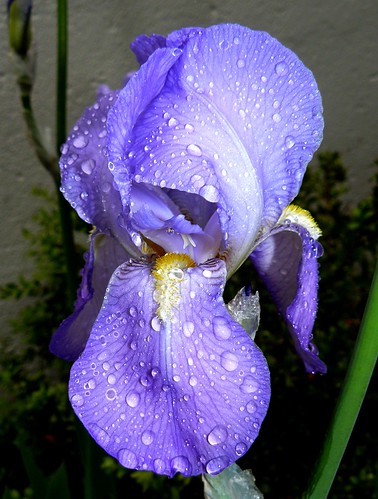 Iris im Regen | by nina.heidecke