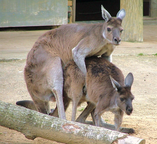 Mating Kangaroo's - London Zoo, Regents Park, London, England - Sunday May 20th 2007