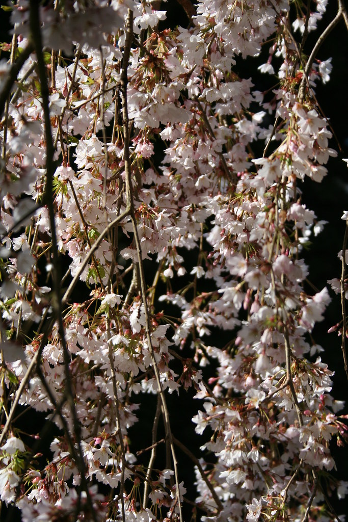 Henrietta Park Tree | Flowering tree found in Henrietta Park… | Flickr