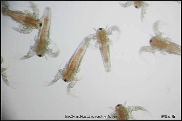 A group of Artemia sp. nauplius (豐年蝦)