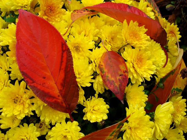 Autumnal Multicoloured Garden Images!!