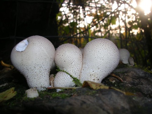 Fungal Fylingdales Sevenoaks circular