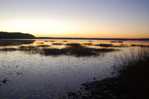 sunrise waterlily greatswamp wordenspond
