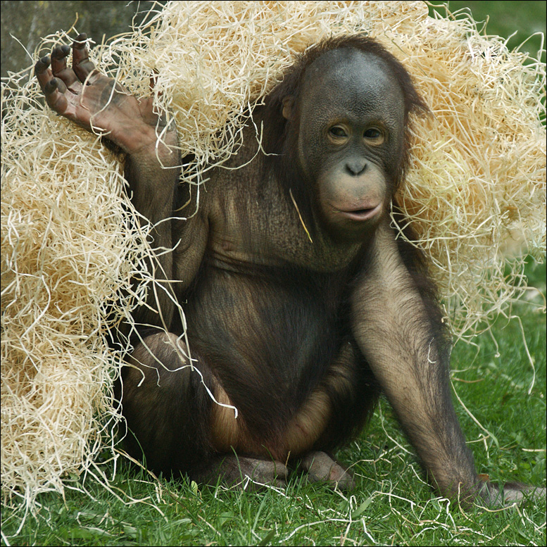 Playing Young Orangutan