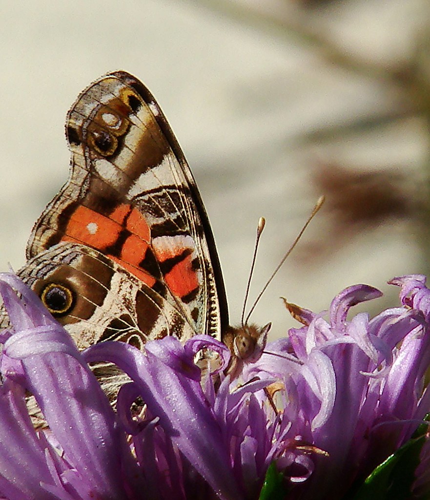 American Painted Lady Butterfly Also called Virginia Paint… Flickr
