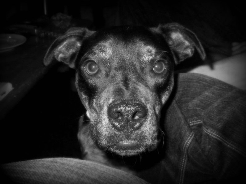 Dixie