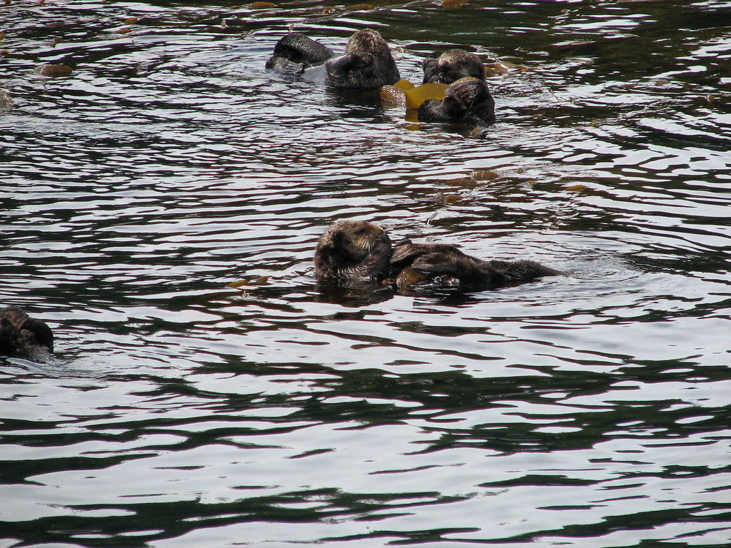 Sea Otters | Sitka, Alaska | John Logue | Flickr