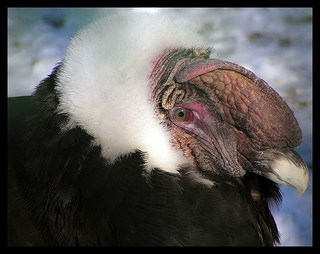This Is My Good Side | Male Andean Condor taken at Phila. Zo… | Flickr