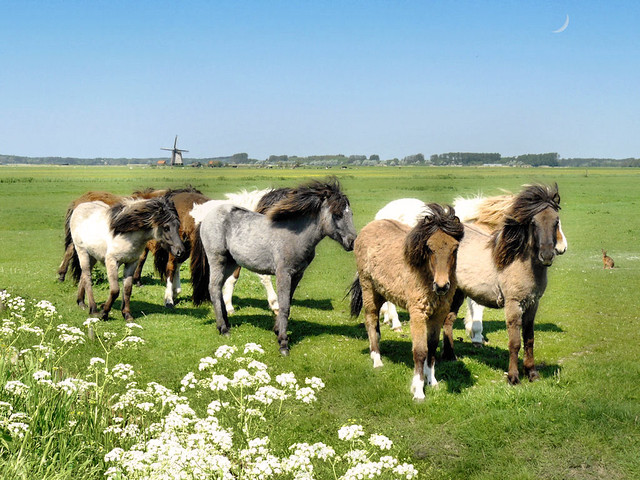 Icelandic horses in North Holland