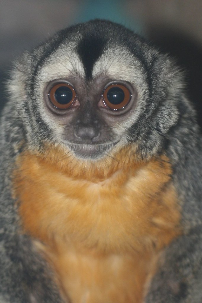Owl Monkey Closeup | Jim Edmondson | Flickr