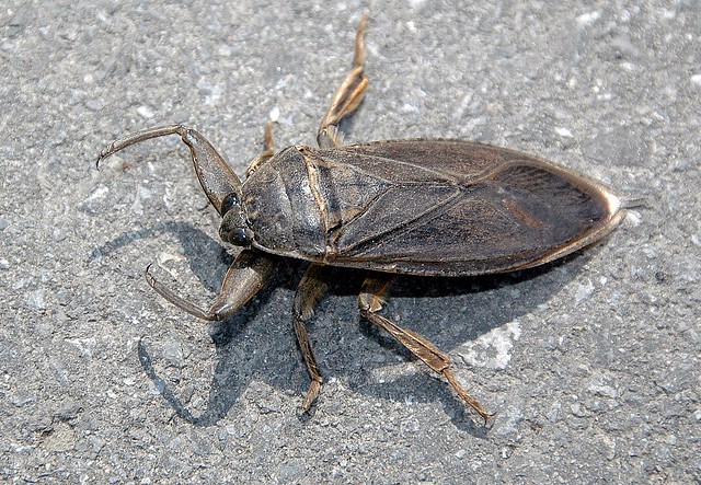 Toe-biter (Water Bug)