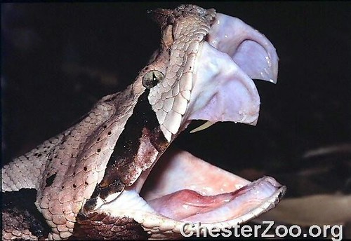 Gaboon Viper | Gaboon Viper showing it's large fangs Visit C… | Flickr