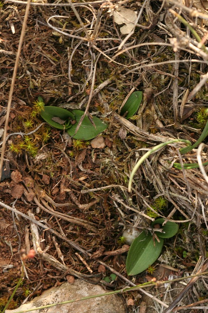 Ophrys leaves in October