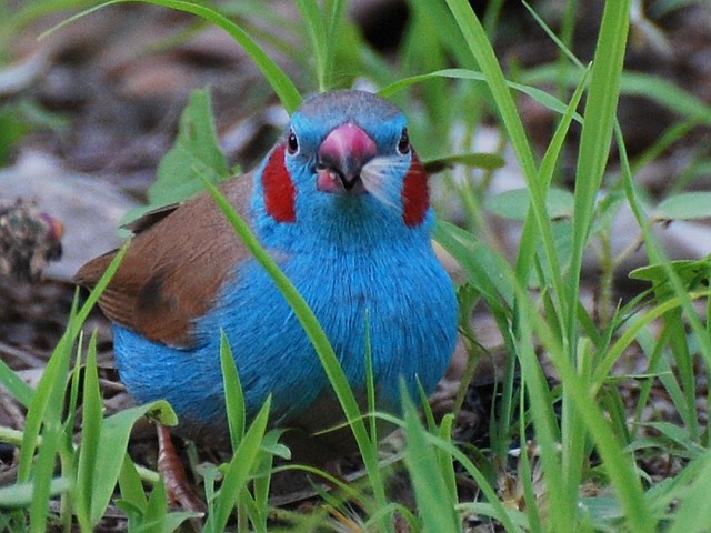 Red-Cheeked Cordon-Bleu (Male)