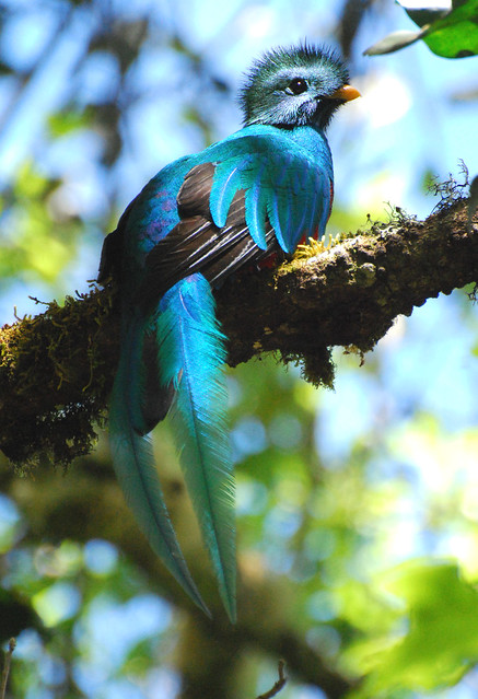 Male Resplendent Quetzal