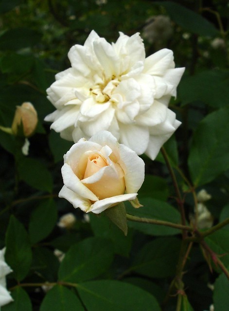 Climbing white 'Cecile Bruner'