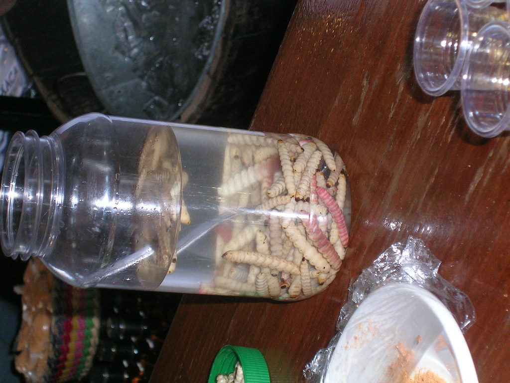 Mescal Insects Mezcal worms! | Sophie Cooper | Flickr