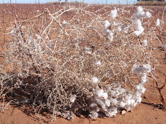 Cotton caught in a Tumbleweed