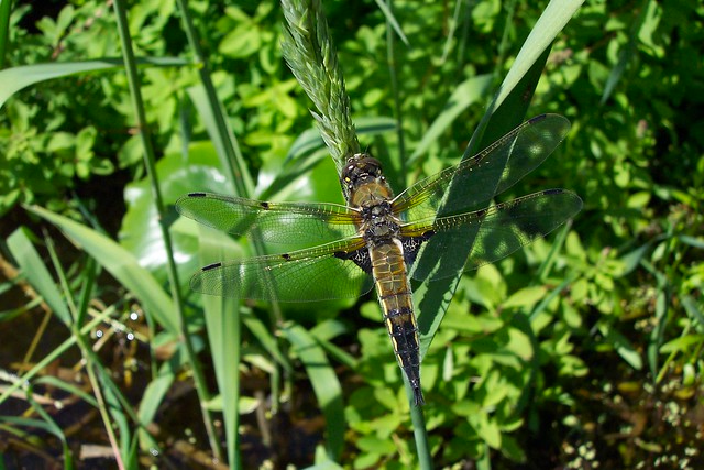 Four Spotted Skimmer (Dragonfly)