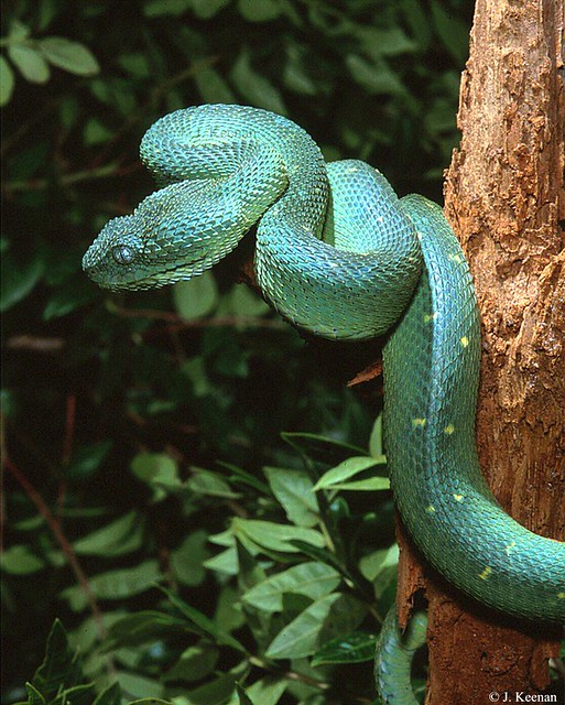 West African Bush Viper (Atheris chlorechis) - ZooChat