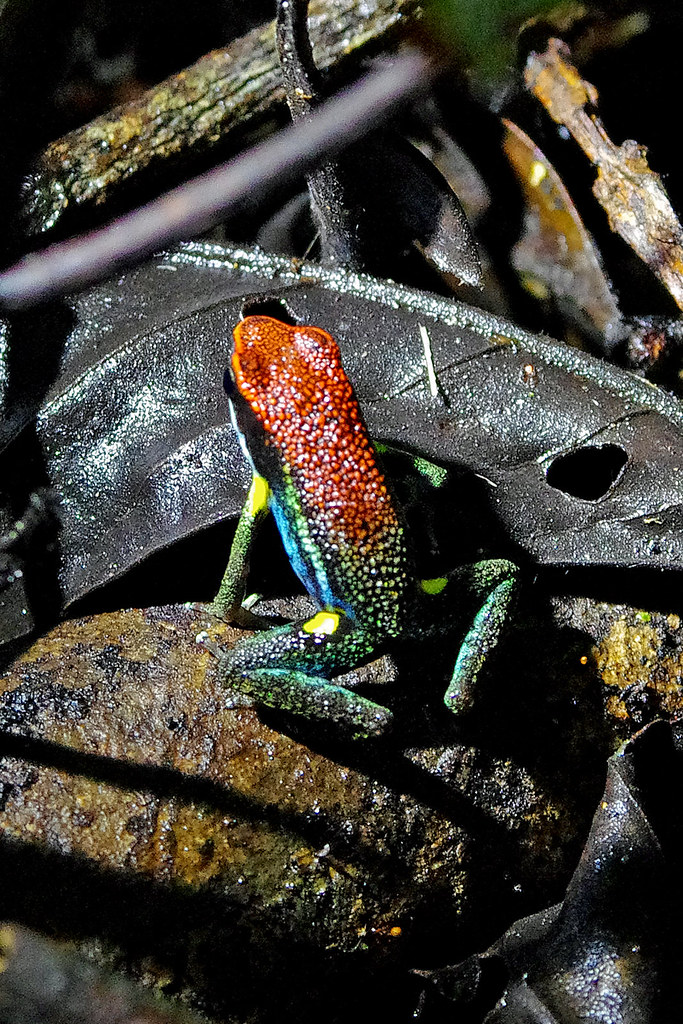 Poison dart frog (Allobates sp.).  Found in the surroundings of Sacha Lodge by  Río Napo, Ecuador.  Seen during a birding trip organized by Field Guides Inc.