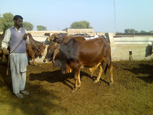 pakistan barn cattle farm bull goga qurbani khichi mailsi