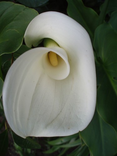 Calla Lilly | by marianme