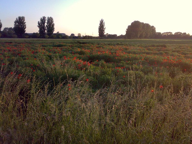 Wild poppyfield in Heppenheim