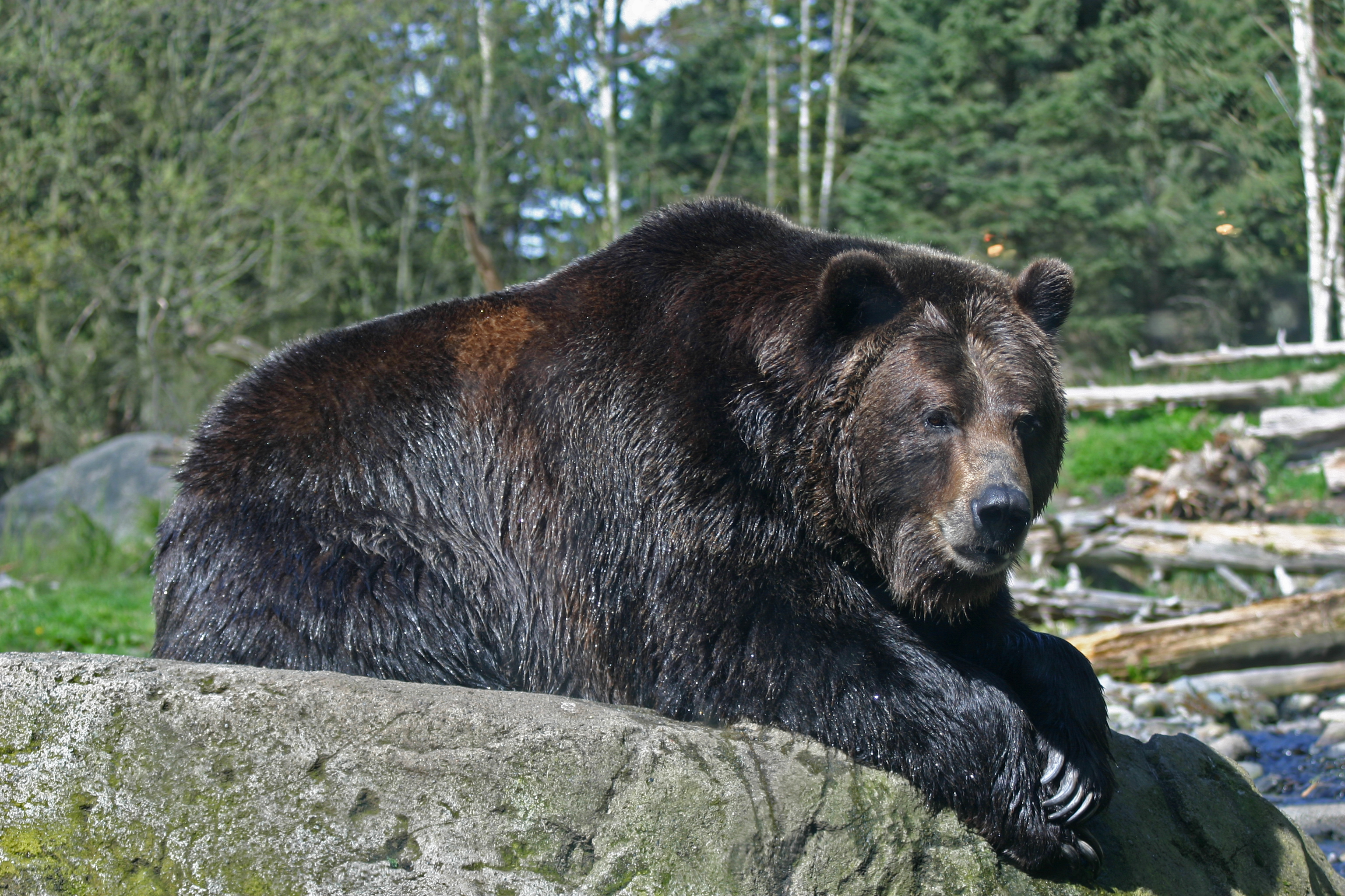 Какой медведь сильнее. Северная Америка медведь Гризли. Бурый медведь Гризли в Северной Америке. Гризли североамериканский бурый медведь. Медведь Гризли в Америке.