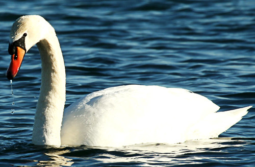 Winter Swan Up Close by pic_snapper