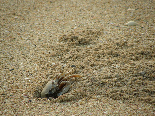 Crab on Koh Yao Noi