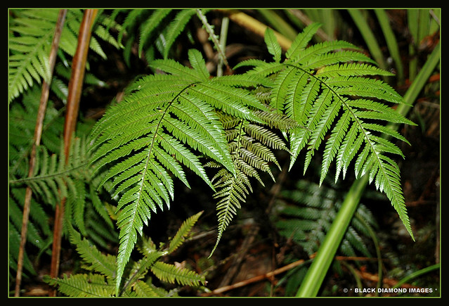 Diploblechnum fraseri syn Blechnum fraseri - Waipoua Forest,Northland,New Zealand