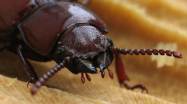 Pole Borer Longhorn Beetle detail