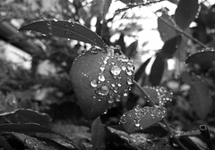 water droplets on leaf bw 2
