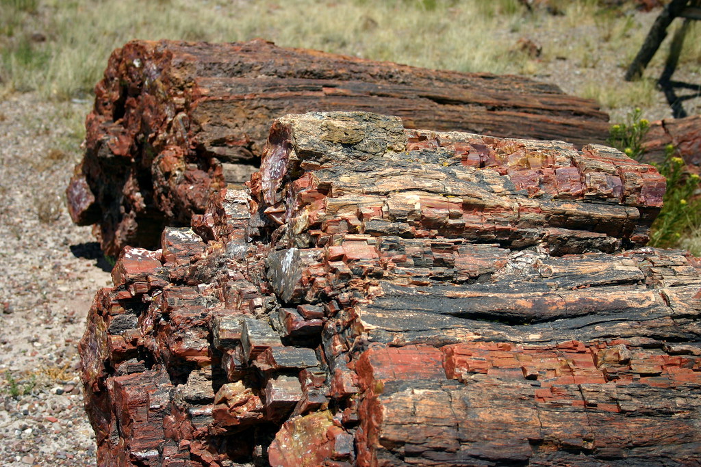 Araucarioxylon arizonicum | These were pine-LIKE trees but n… | Flickr