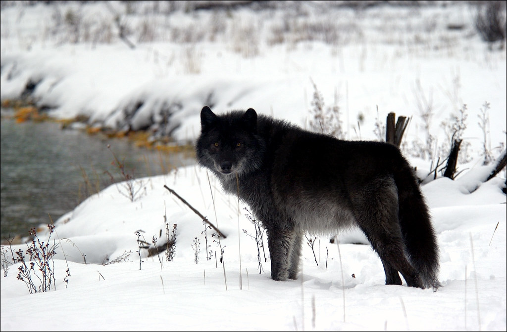 Black wolf controlled situation