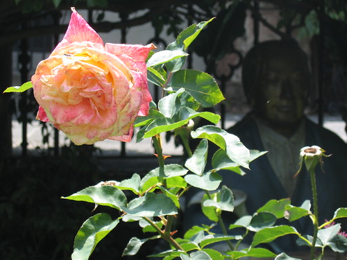 Una rosa mexicana