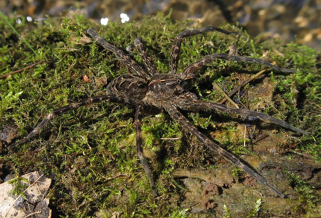 Large Fishing Spider on log in stream