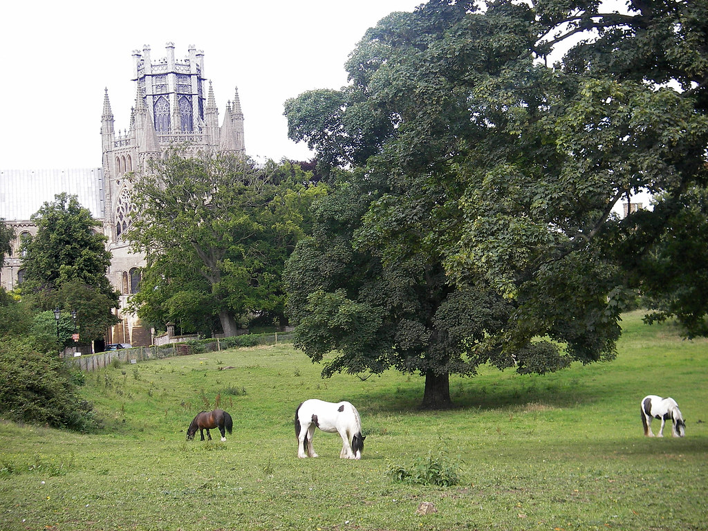 A small meadow and Ely Cathedral