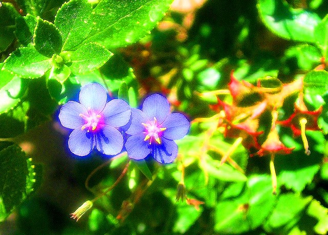 Little wildflowers