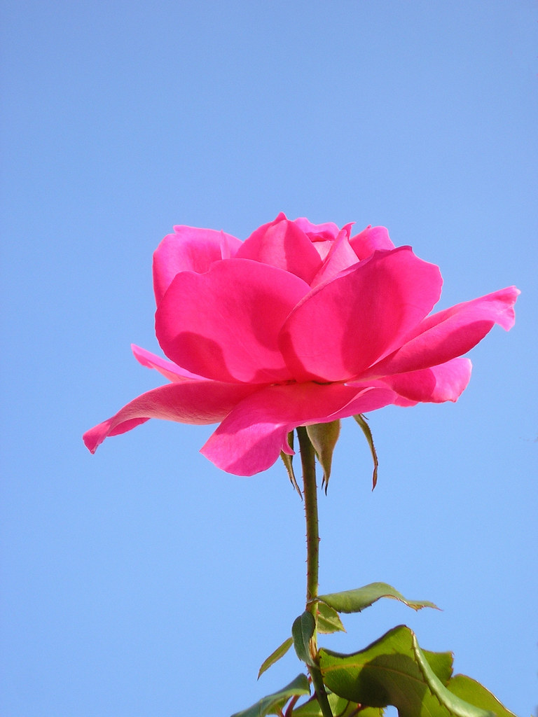 single red rose | Red rose against a perfectly blue sky | Rotyoung | Flickr