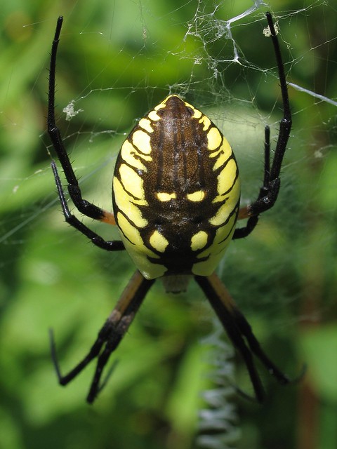 Female Black and Yellow Argiope