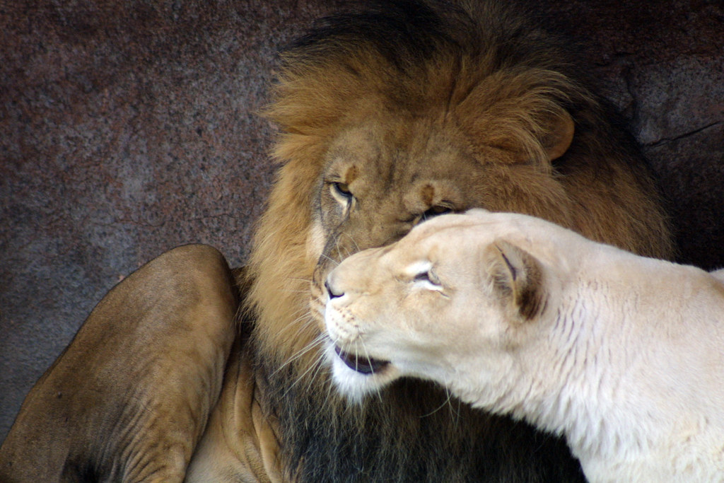 Любовный лев неделя. Лев львица и Львенок. Белый Лев и львица. Лев и львица любовь. Фотосессия со львом.