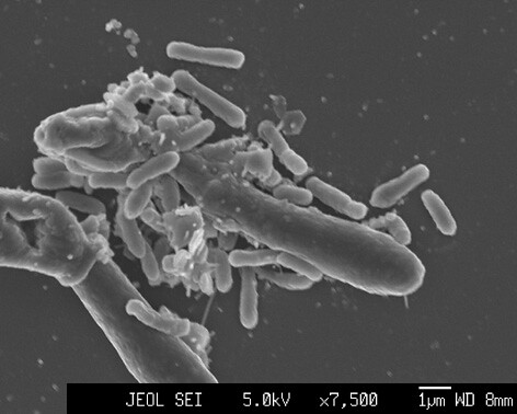 Agrobacterium Microscope Agrobacterium Microscope