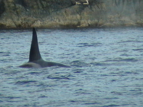 Orca Alert | by redgnu