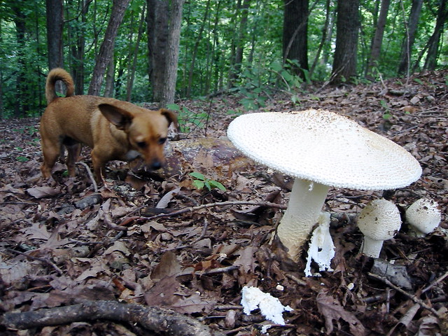 Annie Encounters a Mushroom